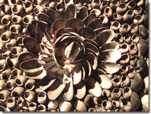 Flor hecho con mejillones en Shell Grotto en Margate
